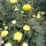 金丝皇菊