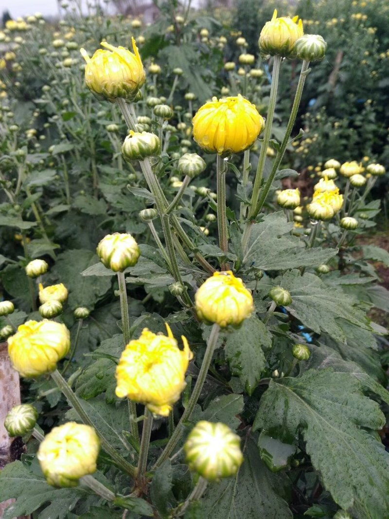 金丝皇菊