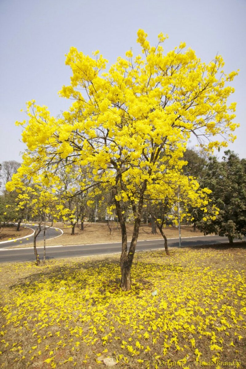 多花黄花风铃木苗庭院园林观花树种美观好养