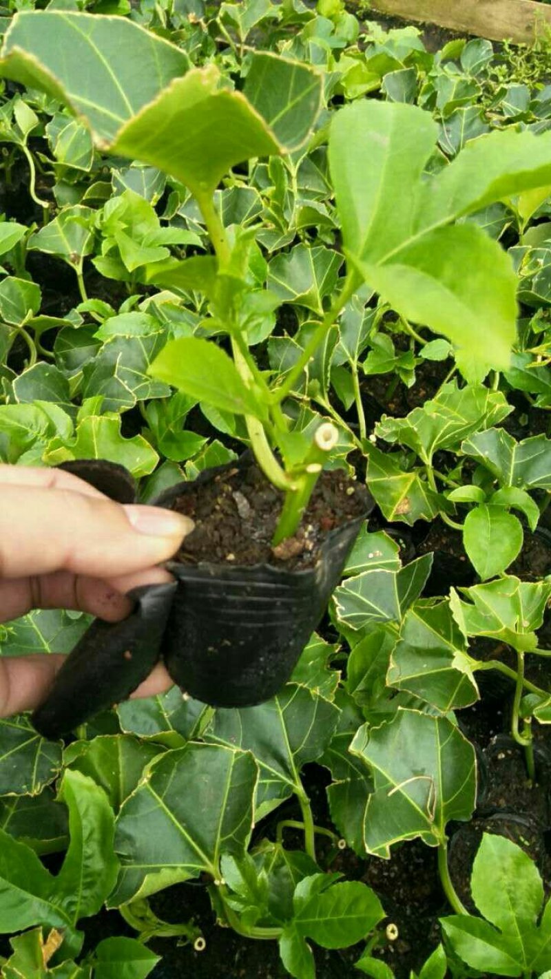 百香果苗