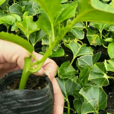 百香果苗