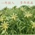 赤芍苗白芍芽赤芍子1-5年苗量大优惠回收