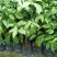 幌散枫苗庭院园林绿化观叶植物四季常青养眼绿植