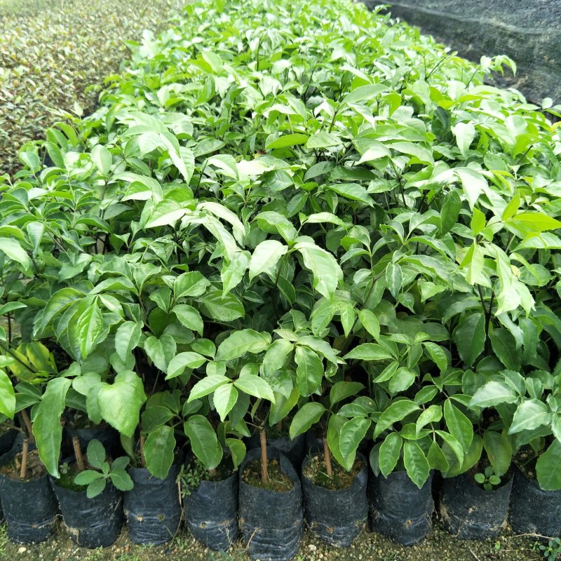 幌散枫苗庭院园林绿化观叶植物四季常青养眼绿植