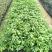 幌散枫苗庭院园林绿化观叶植物四季常青养眼绿植