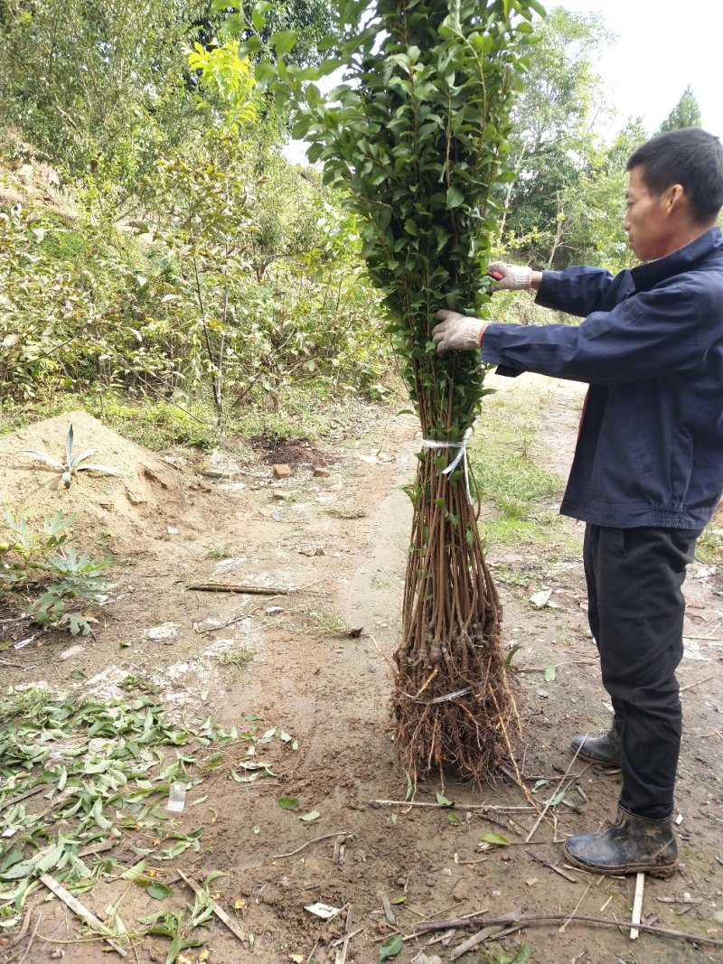 四川清脆李子苗脱骨李子苗基地直发保湿发货！