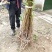 四川清脆李子苗脱骨李子苗基地直发保湿发货！
