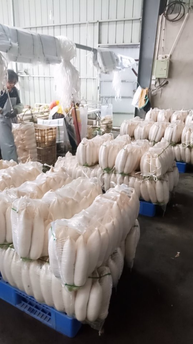 优质白萝卜！️️️专业工人分级！品质保证！信誉第一！