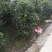 【热销】茶花树绿化花卉基地直供欢迎致电诚信代办