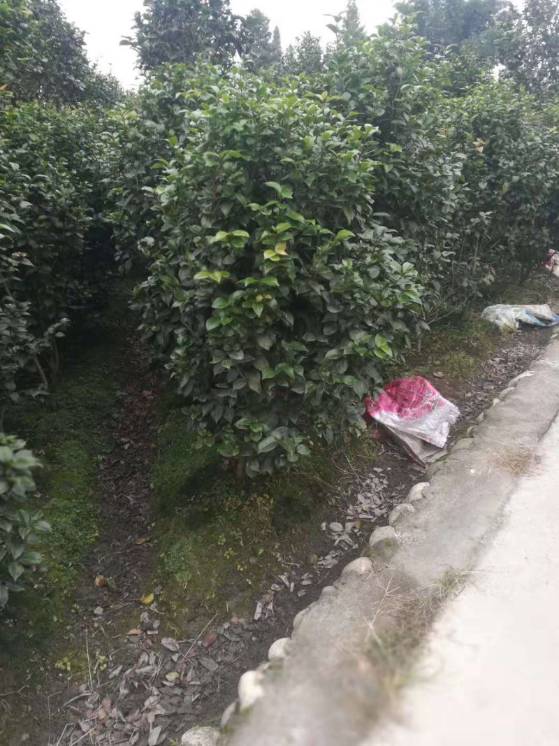 【热销】茶花树绿化花卉基地直供欢迎致电诚信代办