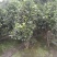 【热销】茶花树绿化花卉基地直供欢迎致电诚信代办
