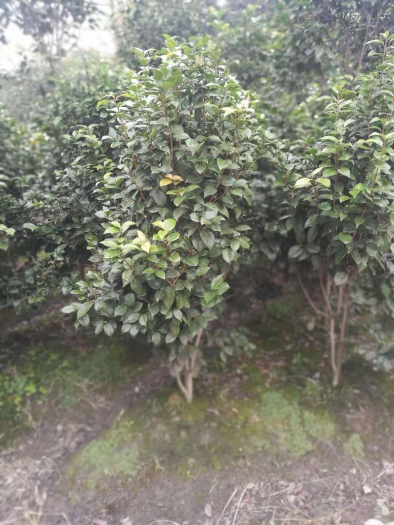 【热销】茶花树绿化花卉基地直供欢迎致电诚信代办