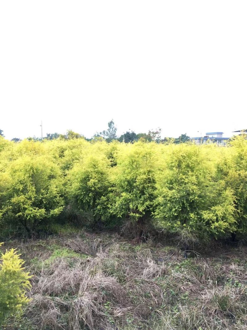 【热销】千层金黄金香柳绿化苗木基地直供欢迎致电诚信