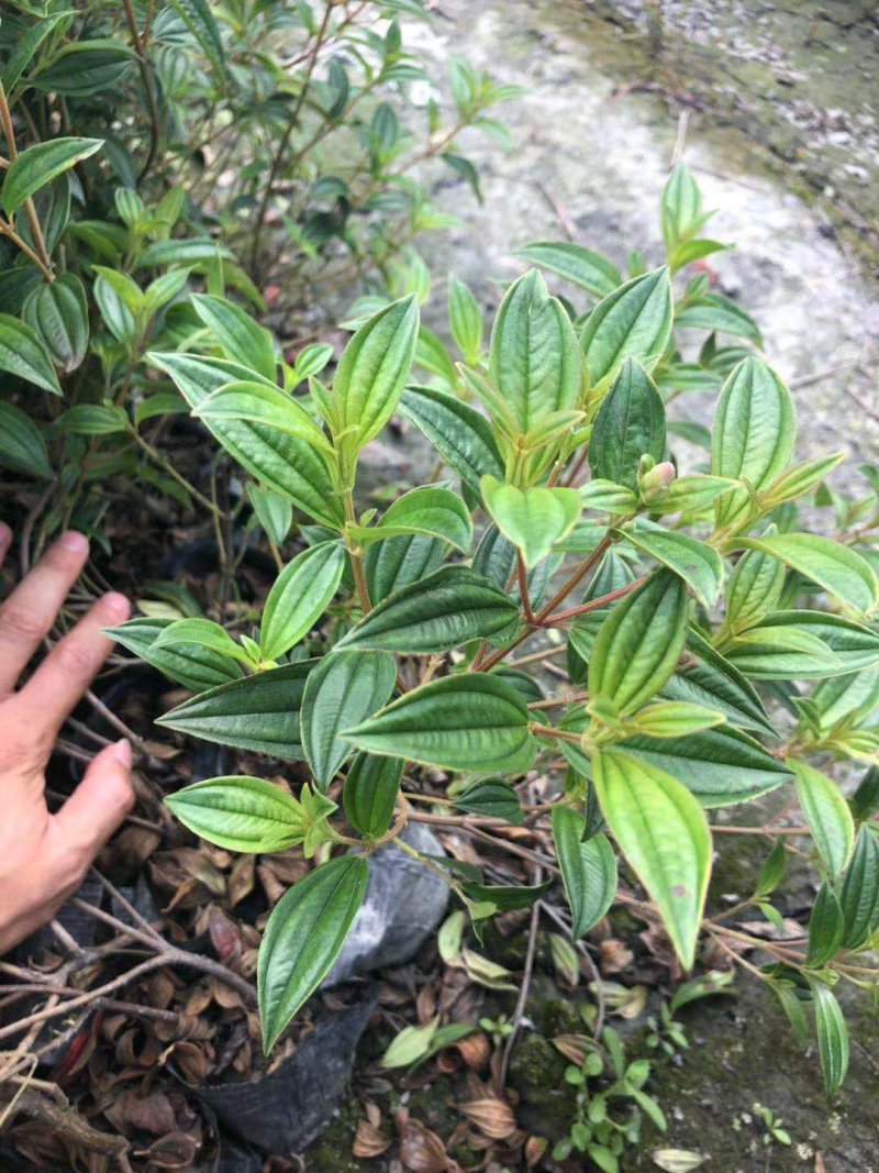 【热销】巴西紫牡丹花卉绿化基地直供欢迎致电诚信代办