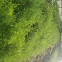 供应云南大天冬苗