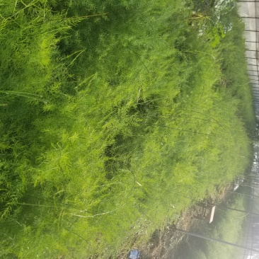 供应云南大天冬苗
