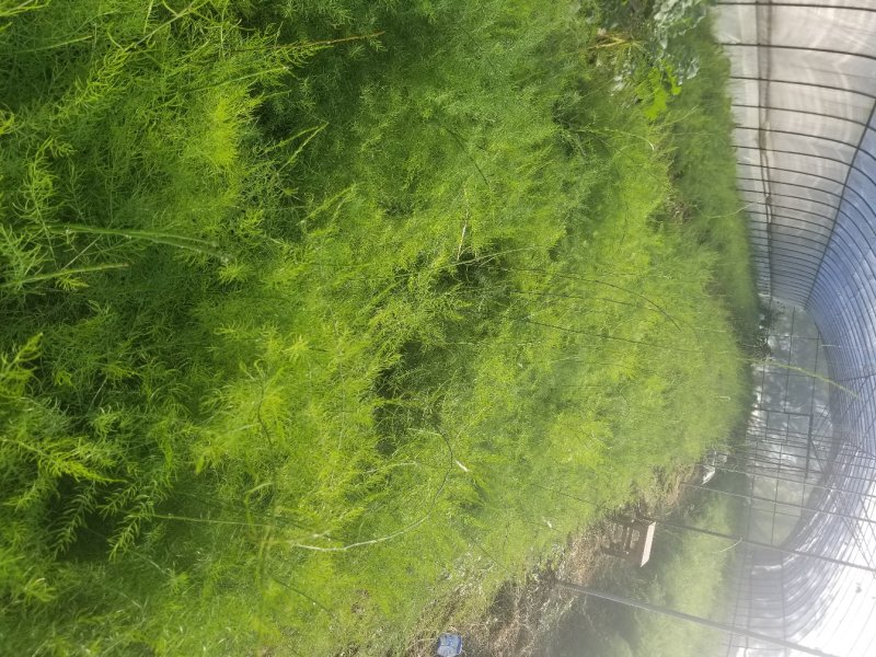 供应云南大天冬苗