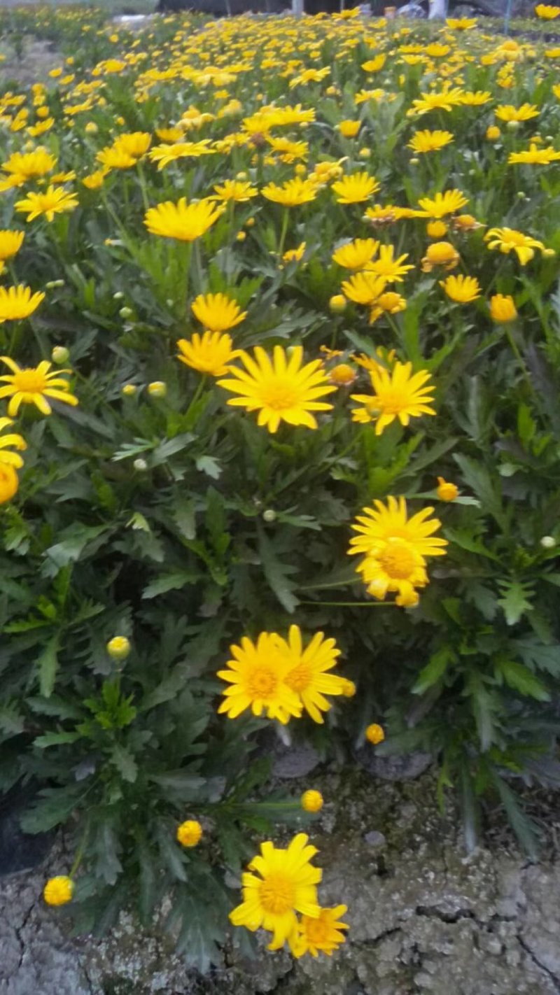 【热销】木春菊春菊菊花基地直供诚信代办欢迎致电