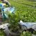 【热销】木春菊春菊菊花基地直供诚信代办欢迎致电