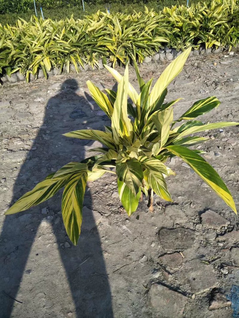 【热销】花叶良将花叶芦竹基地直供欢迎致电诚信代办