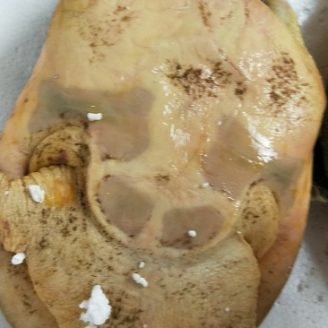 两栖爬行类