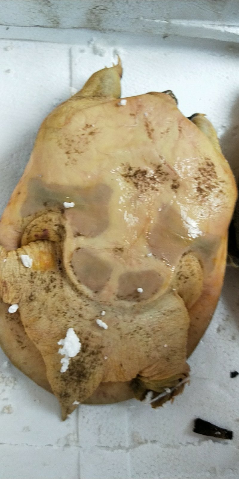 两栖爬行类