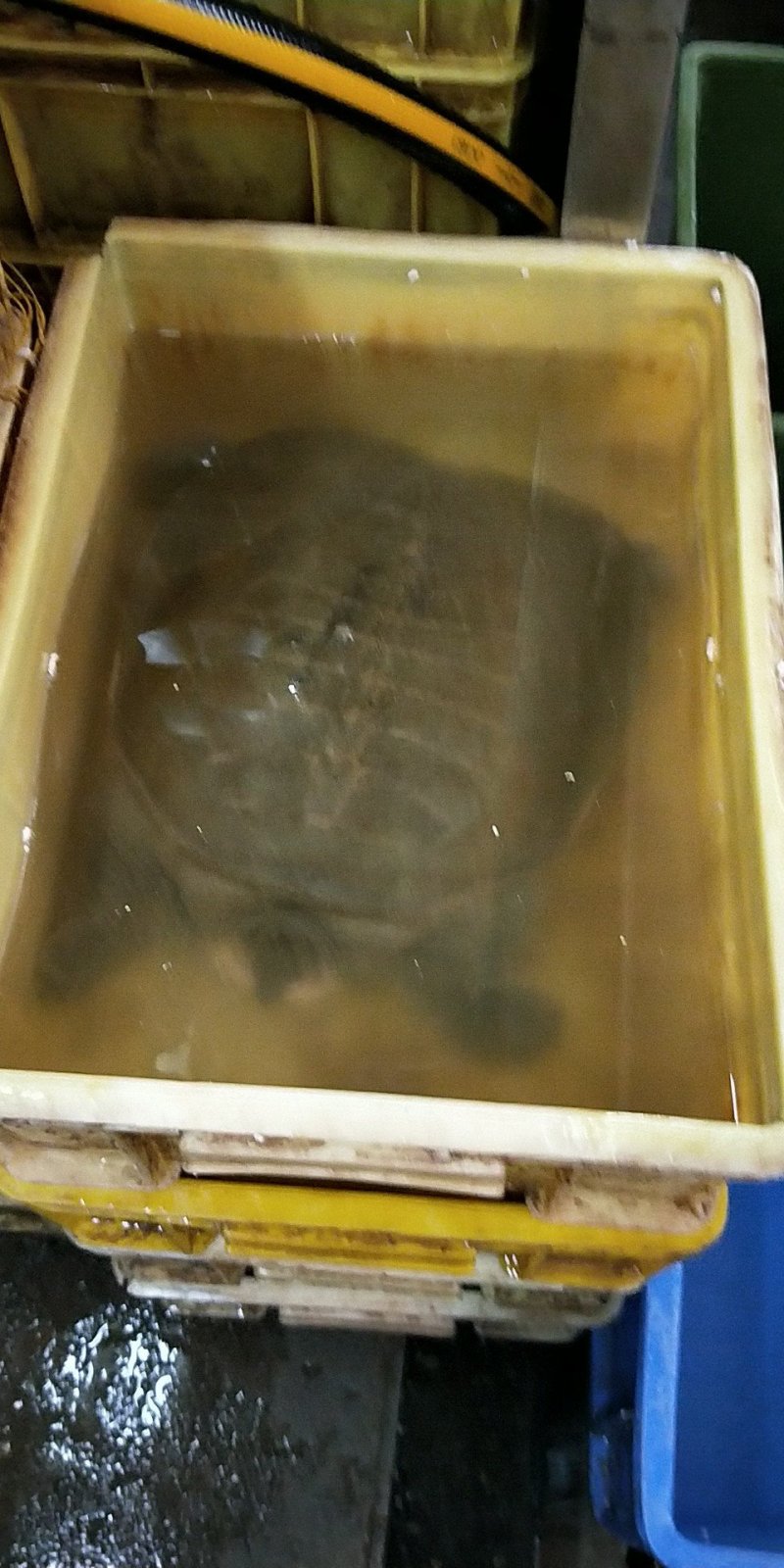 两栖爬行类