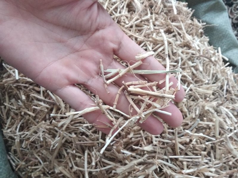 白茅根茅草根、野生无硫中药用白茅根