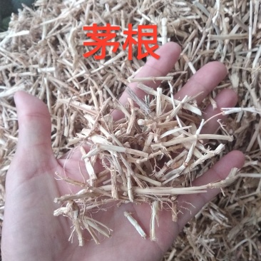 白茅根茅草根、野生无硫中药用白茅根