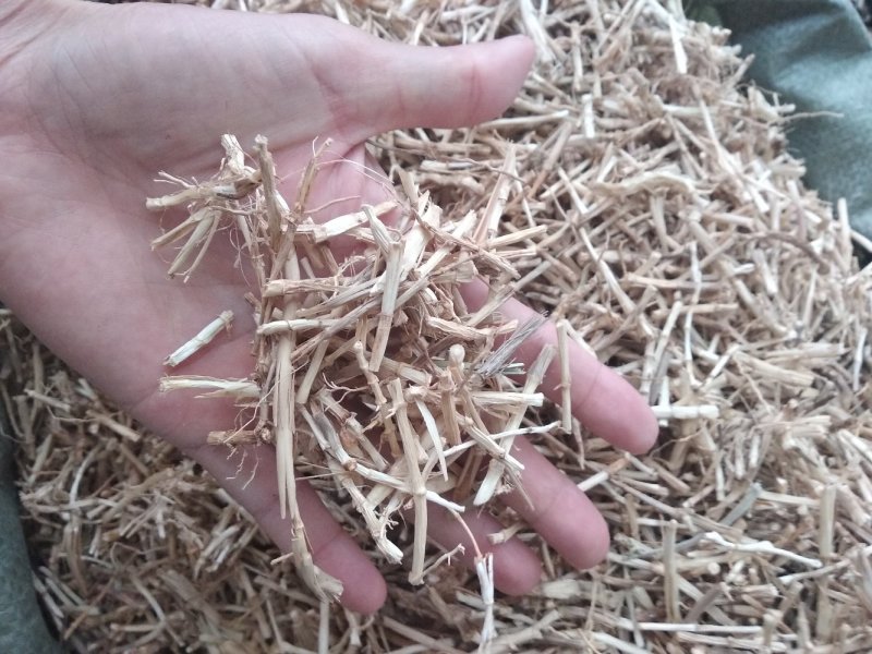 白茅根茅草根、野生无硫中药用白茅根