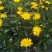 【热销】木春菊春菊菊花基地直供诚信代办欢迎致电