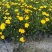 【热销】木春菊春菊菊花基地直供诚信代办欢迎致电