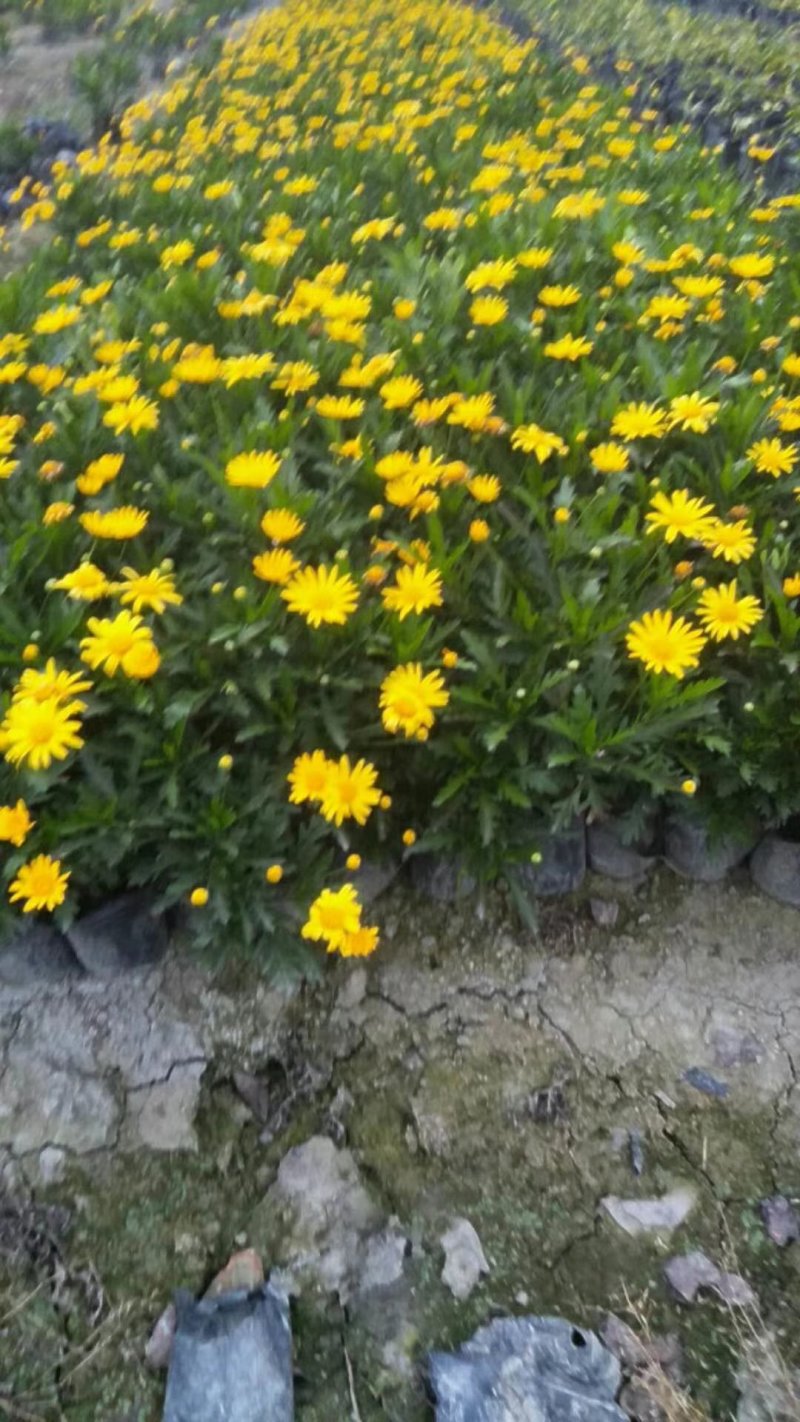 【热销】木春菊春菊菊花基地直供诚信代办欢迎致电