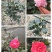 【热销】茶花树绿化花卉基地直供欢迎致电诚信代办