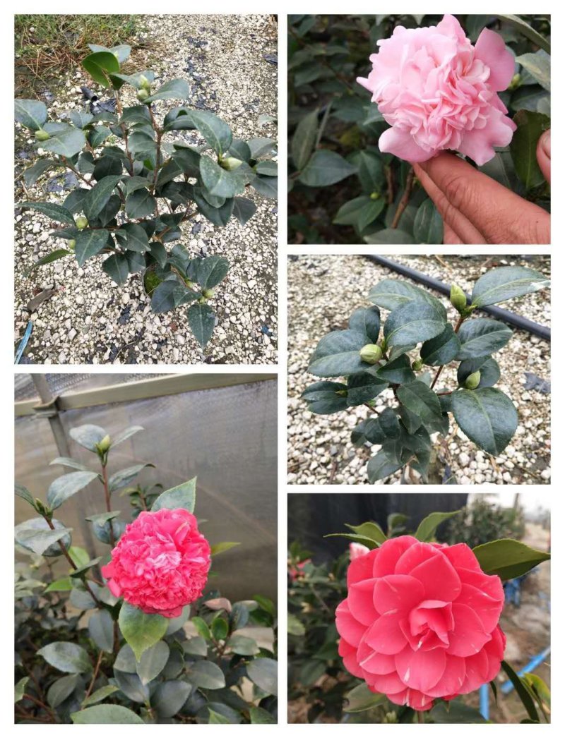 【热销】茶花树绿化花卉基地直供欢迎致电诚信代办