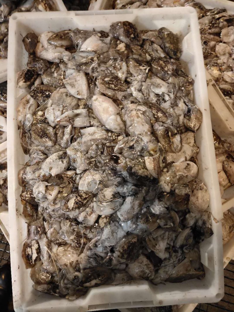 章鱼统货