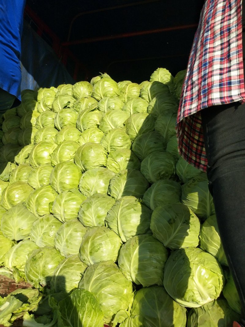 颜色嫰绿，菜型特别好，货源充足