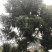 蓝花楹小苗一50公分