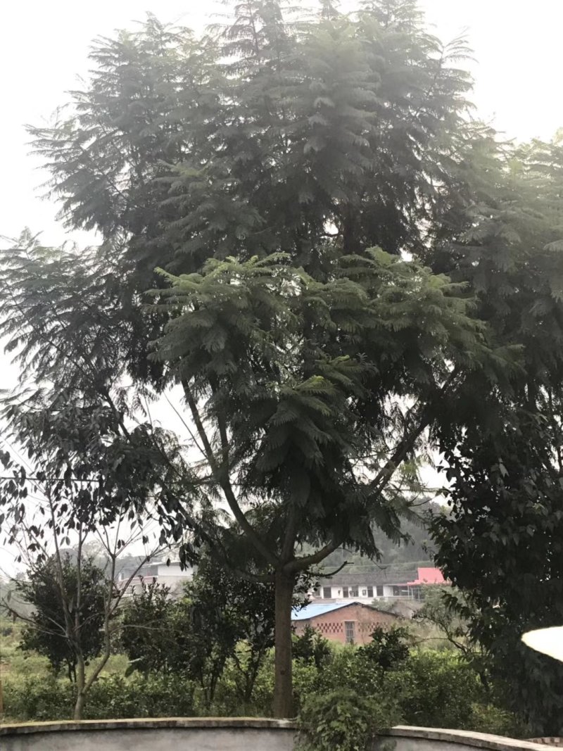 蓝花楹小苗一50公分