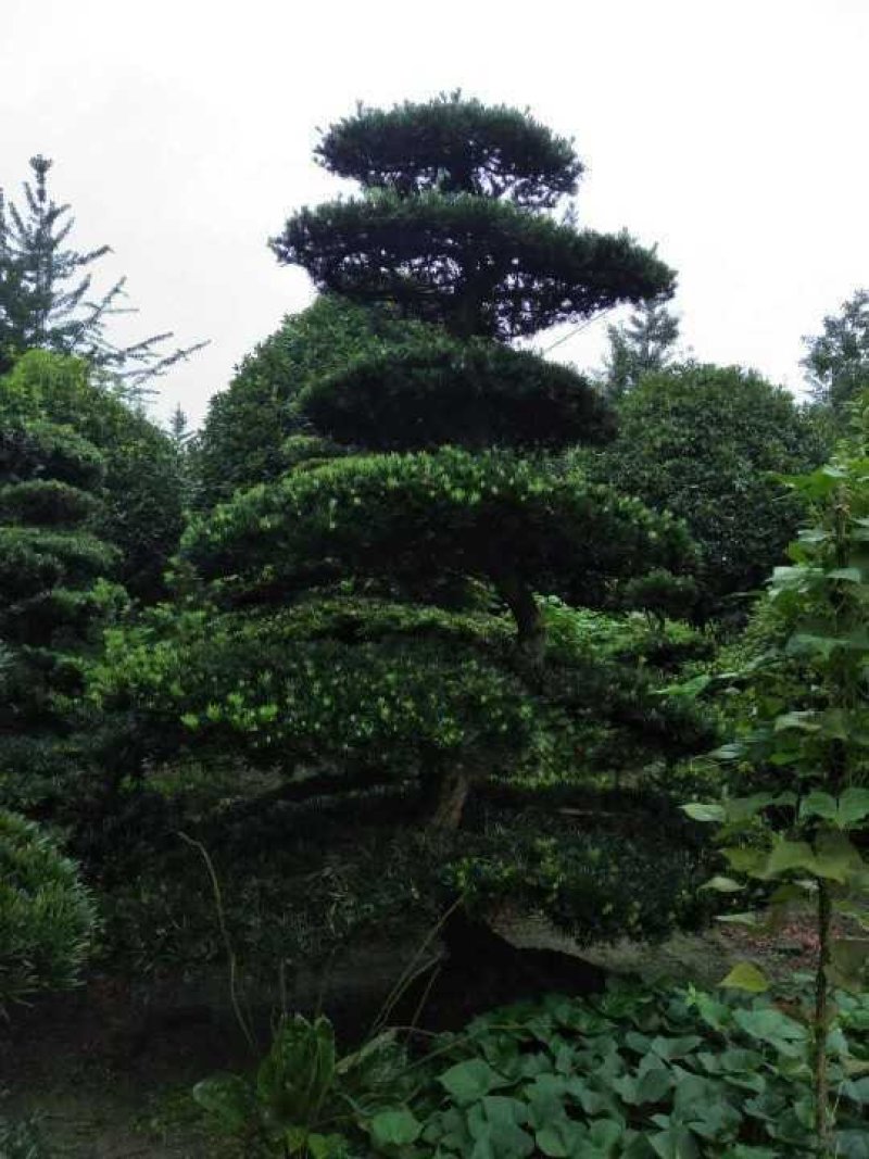 造型罗汉松