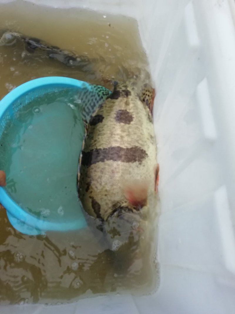 野生桂花鱼