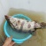 野生桂花鱼