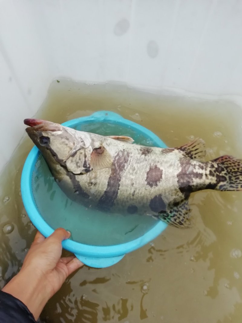 野生桂花鱼