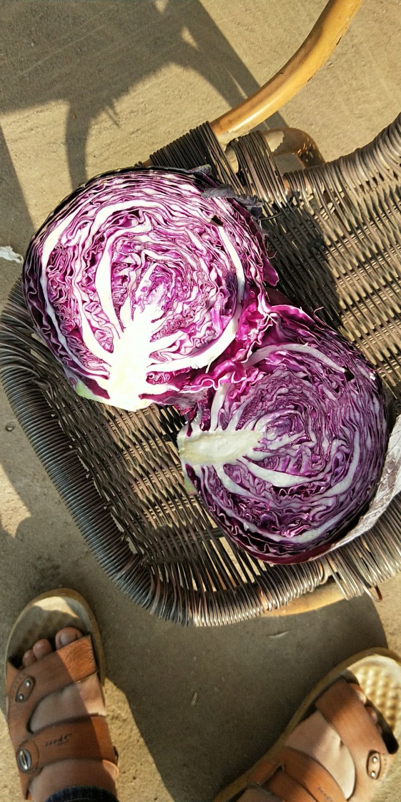 紫甘蓝