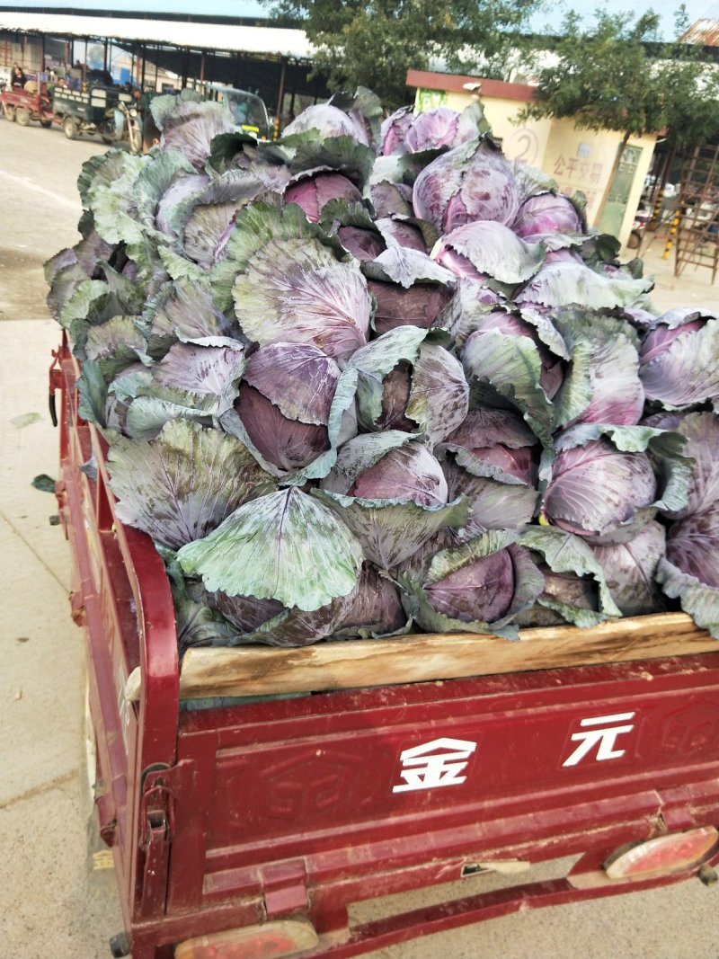 紫甘蓝