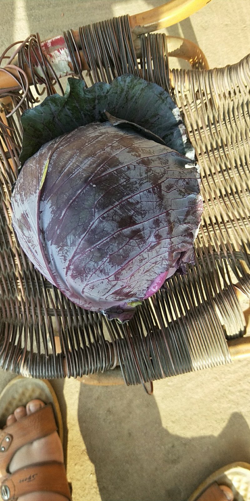 紫甘蓝