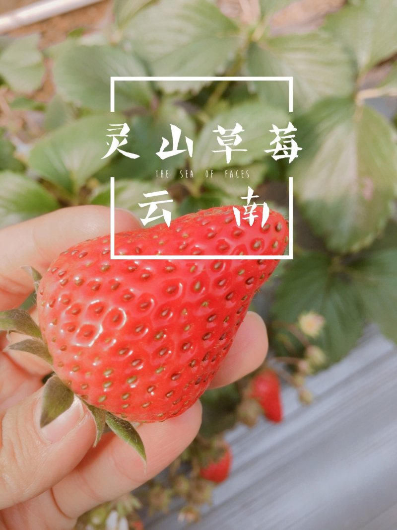 【鲜草莓散果】可陆运盒装草莓云南草莓烘焙草莓