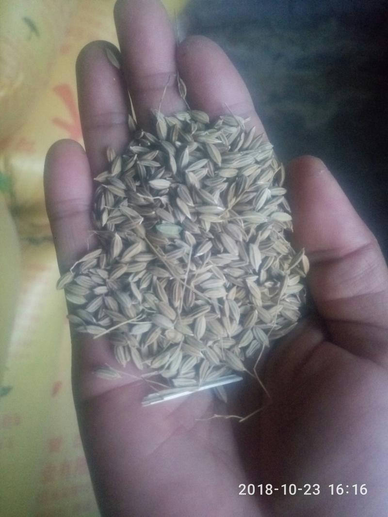 稻花香2号，长粒香，今年新稻子，120吨，欢迎米厂联系