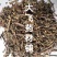 猫须草贵州1公斤起批无硫无添加不包邮正品