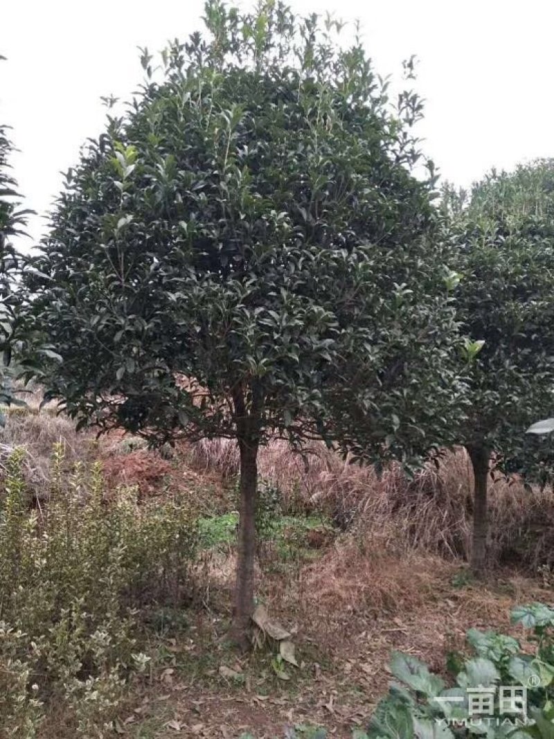 精品桂花树小苗~30树形好